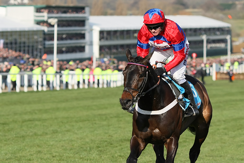 A horse and its jockey race in front of a packed crowd at the Cheltenham Festival
